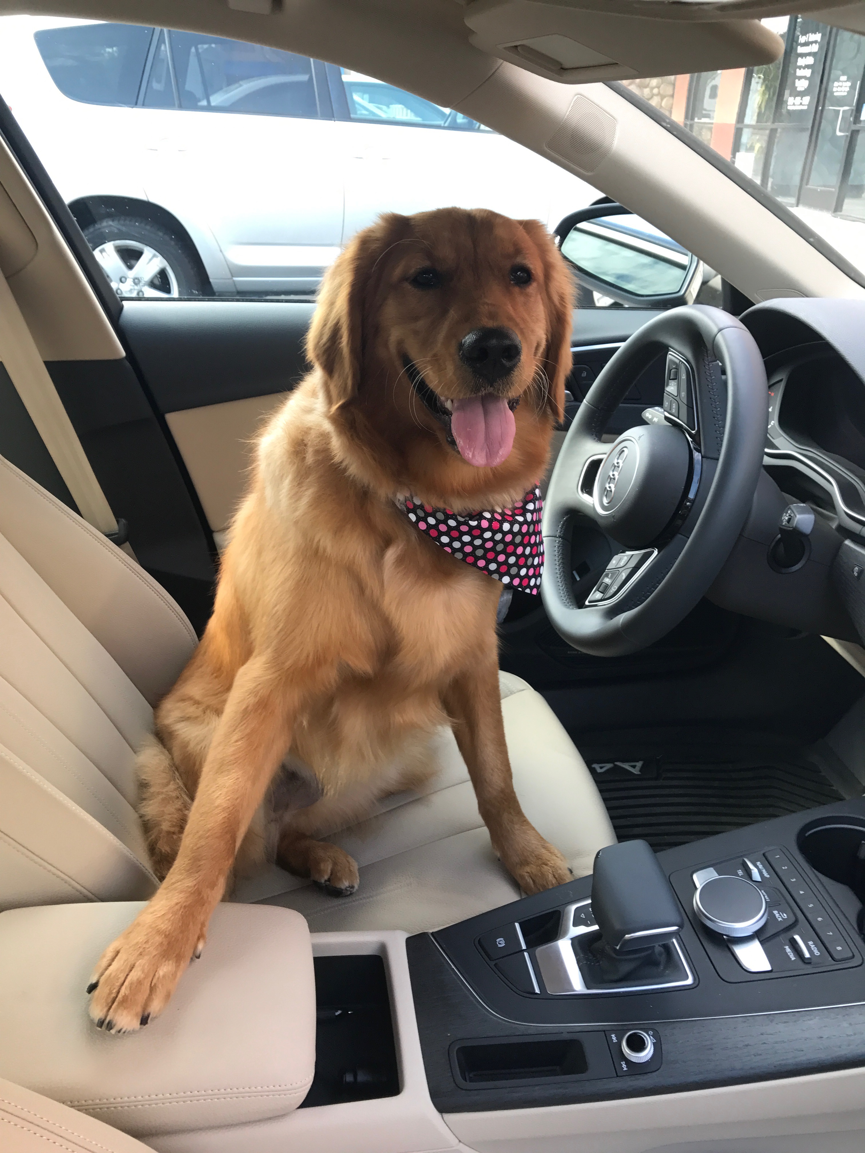 Local Business Review: Canine Clipper