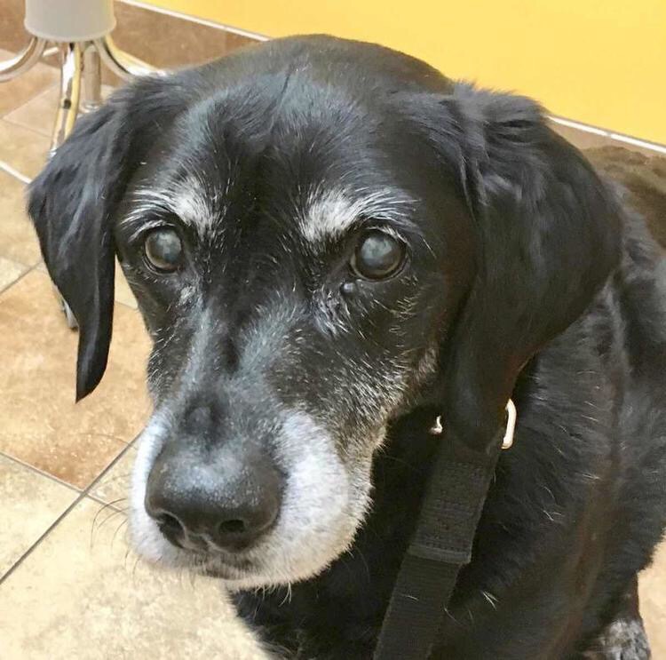 LOST DOG: Help Find Goalie