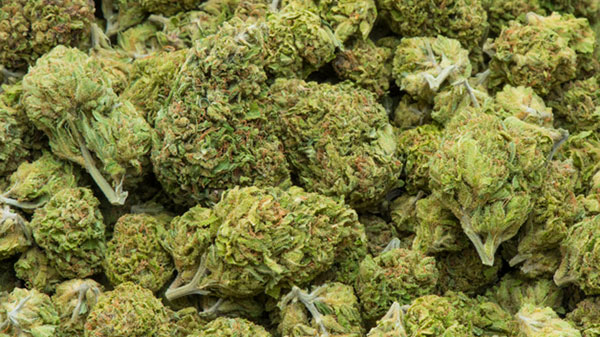 9 People Arrested In 2 Marijuana Busts In Elk Grove A Week Apart