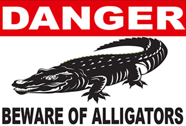 Alligator Spotted In Camden Lake Of Elk Grove