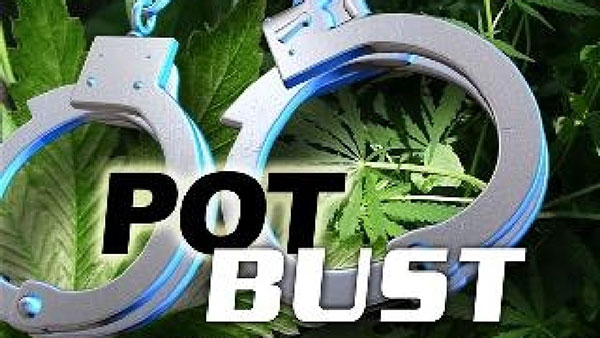 Five Men Arrested In Illegal Growing Operation