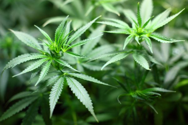 4 People Arrested For Massive Weed Grow Bust