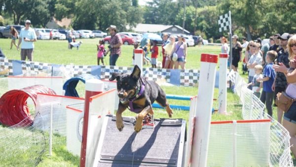A Doggy Blast At Pet-A-Palooza