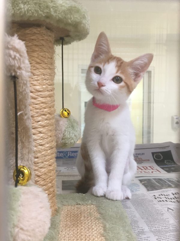 Celebrating The Grand Opening Of The Elk Grove Animal Shelter