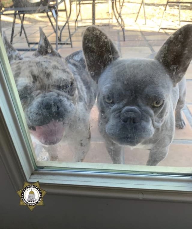 Sacramento County Sheriff’s Find Stolen French Bulldogs, Weapons, & Drugs In Elk Grove Home
