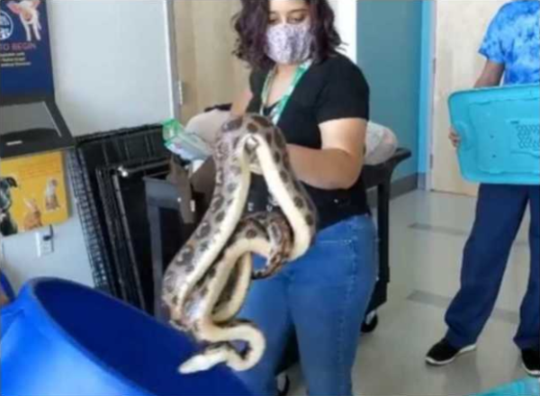 Boa Constrictor Found Hiding In Elk Grove Couple’s Toilet
