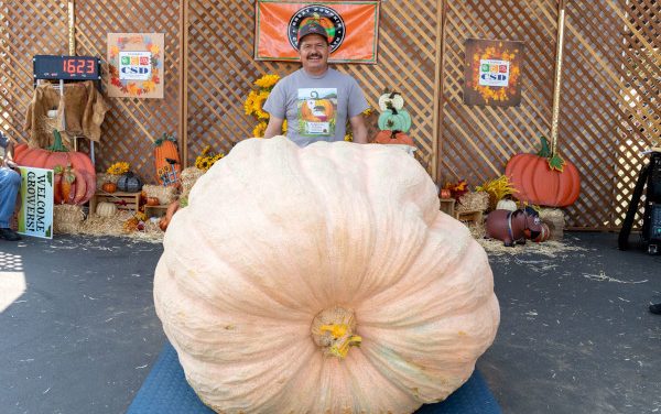 Booming Success For Giant Pumpkin Festival