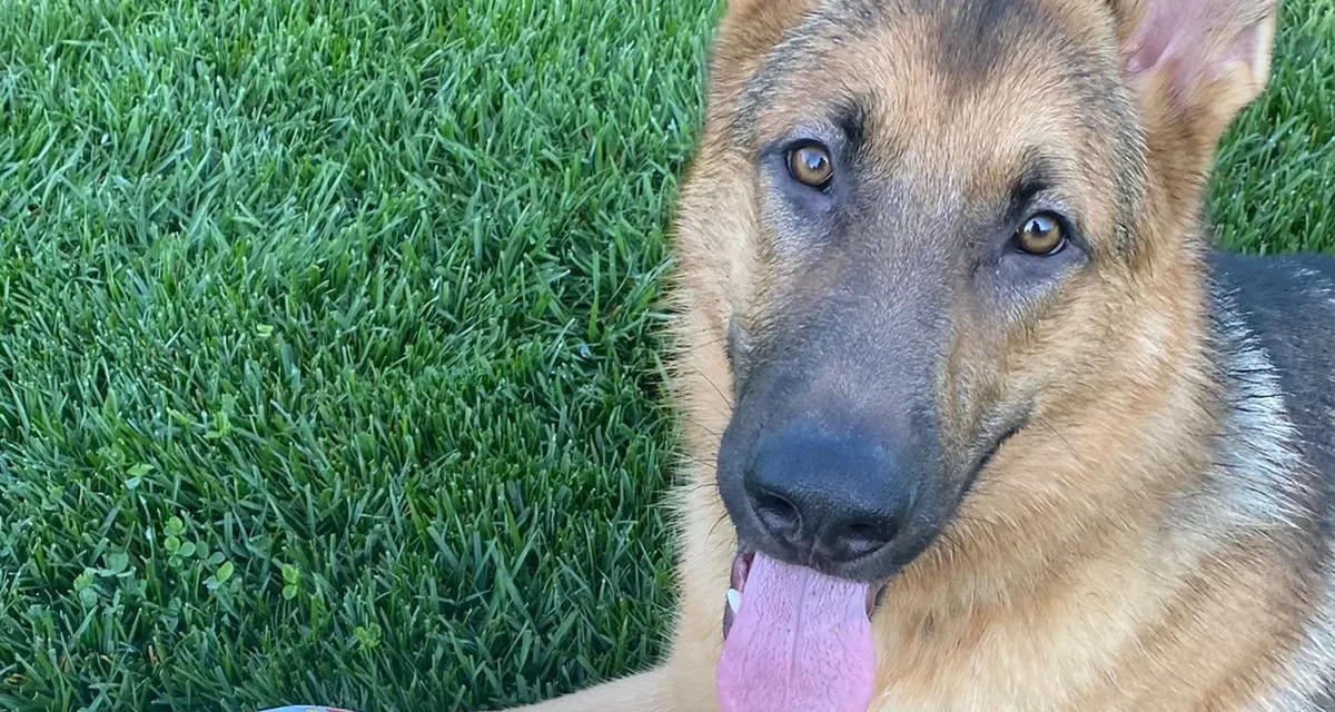 City Euthanizes “Dangerous” German Shepherd