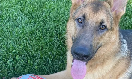 City Euthanizes “Dangerous” German Shepherd